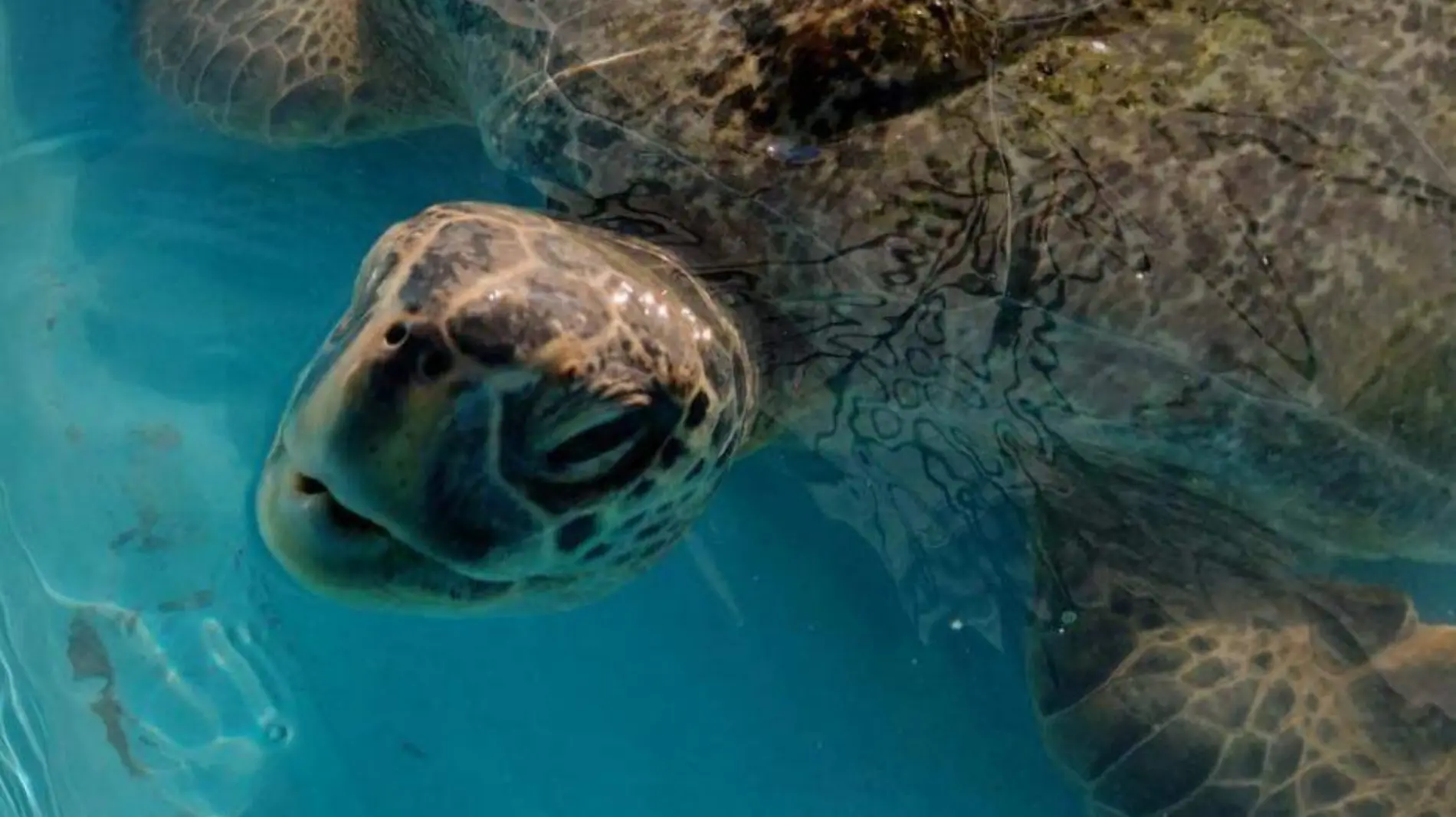 tortugas rescate - Cortesía CRRFIS